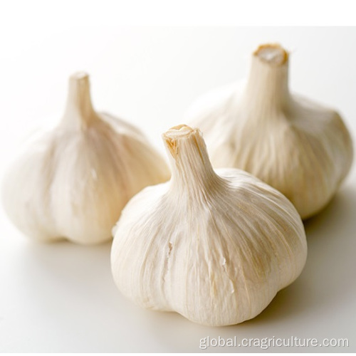 Dehydrated Normal White Garlic 5cm Fresh Normal White Garlic Price Manufactory